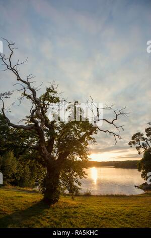 Vecchio castagno (Castanea sativa), tramonto, fiordo vicino a Lorient, Brittany, Francia Foto Stock