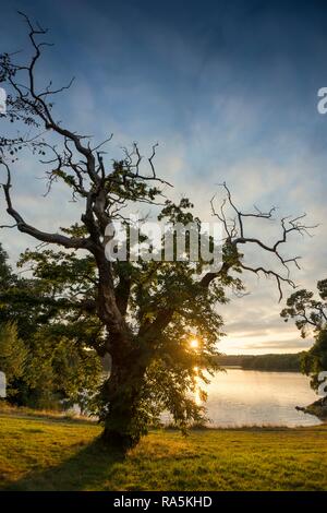 Vecchio castagno (Castanea sativa), tramonto, fiordo vicino a Lorient, Brittany, Francia Foto Stock