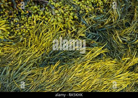 Varie alghe marine, wrack a spirale (Fucus spiralis), canalizzato wrack (Pelvetia canaliculata), Dipartimento Côtes-d'Armor Foto Stock