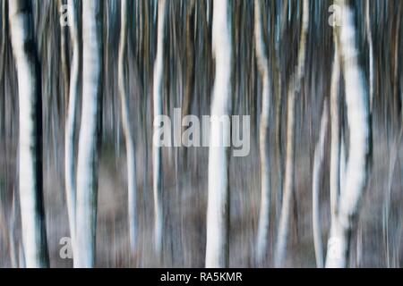 I trunk di betulla (Betula pubescens), effetto di sfocatura, Emsland, Bassa Sassonia, Germania Foto Stock