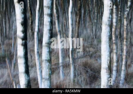 I trunk di betulla (Betula pubescens), effetto di sfocatura, Emsland, Bassa Sassonia, Germania Foto Stock