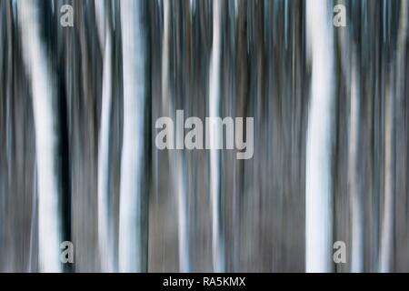 I trunk di betulla (Betula pubescens), effetto di sfocatura, Emsland, Bassa Sassonia, Germania Foto Stock