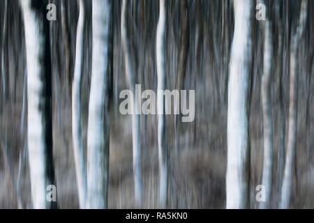 I trunk di betulla (Betula pubescens), effetto di sfocatura, Emsland, Bassa Sassonia, Germania Foto Stock