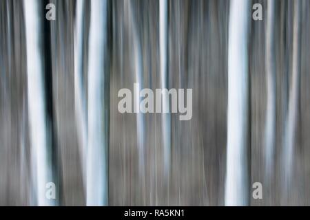 I trunk di betulla (Betula pubescens), effetto di sfocatura, Emsland, Bassa Sassonia, Germania Foto Stock