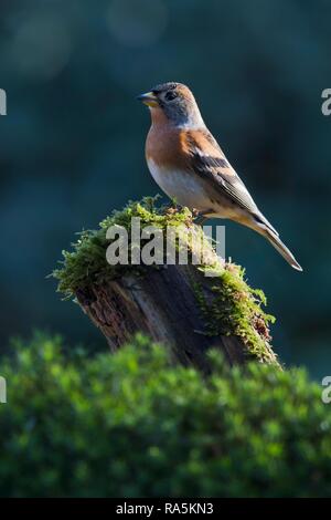 Brambling (Fringilla montifringilla), seduti su un ceppo di albero, Emsland, Bassa Sassonia, Germania Foto Stock