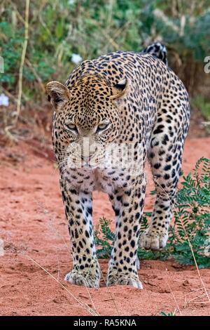 Leopard (Panthera pardus) segna il territorio, Tsavo West National Park, Kenya Foto Stock