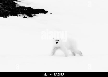 Yearling polar bear cub (Ursus maritimus) camminando sul crinale di un ghiacciaio, Björnsundet, Hinlopen Strait, isola Spitsbergen Foto Stock