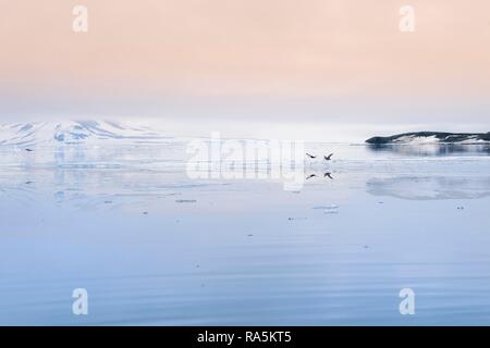 Eiders comune (Somateria mollissima) volare oltre lo stretto di Hinlopen, isola Spitsbergen, arcipelago delle Svalbard, Norvegia Foto Stock