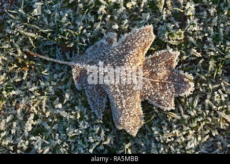 Foglie di quercia (Quercus robur) ricoperta di cristalli di ghiaccio e brina in un prato, Schleswig-Holstein, Germania Foto Stock