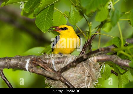 Eurasian Rigogolo, maschio a nido in Walnut Tree (Oriolus oriolus), Bulgaria Foto Stock