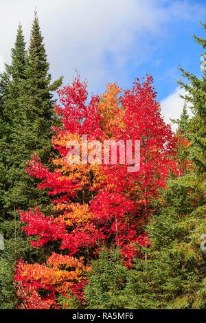 I colori autunnali, Acero (Acer) tra abeti rossi, estate indiana, Algonquin Provincial Park, Ontario, Canada Foto Stock