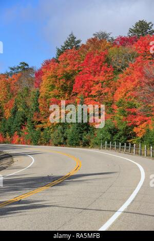 La strada attraverso la foresta autunnale, Algonquin Provincial Park, estate indiana, Ontario, Canada Foto Stock