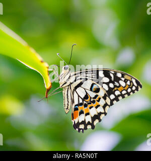 Close up macro di un comune calce a farfalla a coda di rondine in appoggio sulla punta di una foglia verde con fogliame verde in background Foto Stock