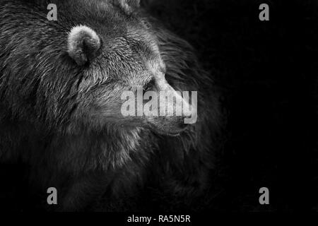 In bianco e nero ritratto di un Eurasian (europeo) Comune orso bruno Foto Stock