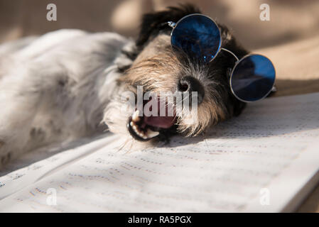 Musicisti canta cane - Jack Russell Terrier doggy Foto Stock