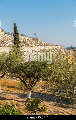 Graves dietro oliveto, cimitero ebraico sul sud del monte degli Ulivi, Olivo, Gerusalemme, Israele Foto Stock