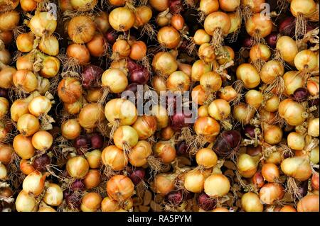 Rosso e cipolle bianche, legato a trecce trecce di cipolla, Greding, Media Franconia, Franconia, Baviera, Germania Foto Stock