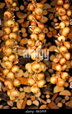 Cipolle bianche, legato a trecce trecce di cipolla, Greding, Media Franconia, Franconia, Baviera, Germania Foto Stock