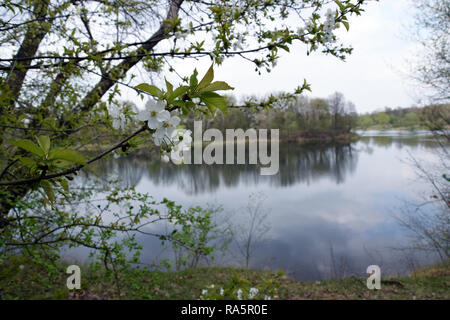 "Grady odrzanskie' - fiume Odra vicino la città di Wroclaw. Delle zone di protezione della natura "Natura 2000". Dolnoslaskie, Polonia. Foto Stock