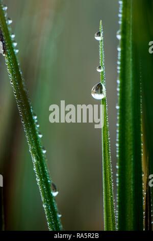 Lama affilata di erba con gocce di rugiada, Germania Foto Stock