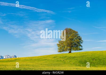 Tiglio (Tilia), albero sul prato primavera con Allgäu Alpi, Ostallgäu, Baviera, Germania Foto Stock