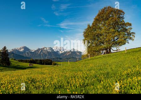 Tiglio (Tilia), albero sul prato primavera con Allgäu Alpi, Ostallgäu, Baviera, Germania Foto Stock