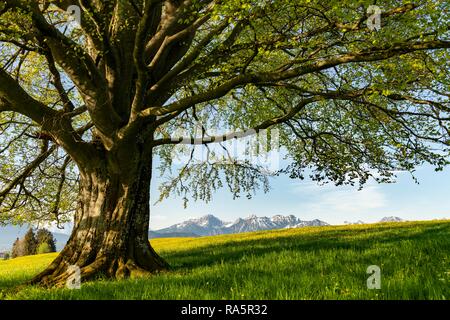 Tiglio (Tilia), albero sul prato primavera con Allgäu Alpi, Ostallgäu, Baviera, Germania Foto Stock