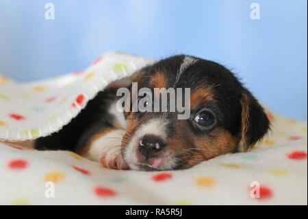 Jack Russell Terrier, tricolore, cucciolo 5 settimane, risiede nella coperta pezzata, Austria Foto Stock