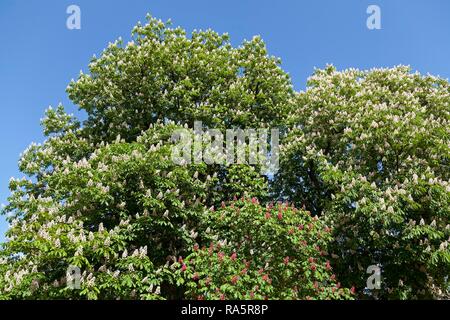 Fioritura rosso ippocastano (Aesculus x carnea, Aesculus carnea) e bianco ippocastano (Aesculus hippocastanum) Foto Stock