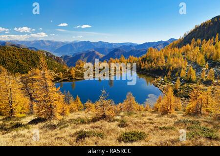 Il larice (Larix) nel colore di autunno presso il laghetto dei Salei, Valle Onsernone, Canton Ticino, Svizzera Foto Stock