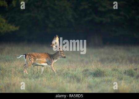 Daini (Dama Dama), a camminare nella luce del mattino attraverso il prato, Jaegersborg Deer Park, Danimarca Foto Stock