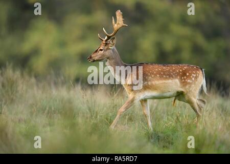 Daini (Dama Dama), giovane cervo a piedi nel prato, Jaegersborg Deer Park, Danimarca Foto Stock