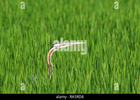 Airone rosso (Ardea purpurea), la caccia in un campo di riso (Oryza sativa), dintorni di Delta del Ebro Riserva Naturale Foto Stock