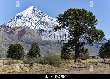 Coperte di neve vulcano Lanin e monkey puzzle tree (Araucaria araucana), tra San Martin de los Andes e Pucon, Parco Nazionale Foto Stock