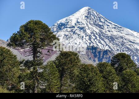 Coperte di neve vulcano Lanin e monkey puzzle tree (Araucaria araucana), tra San Martin de los Andes e Pucon, Parco Nazionale Foto Stock