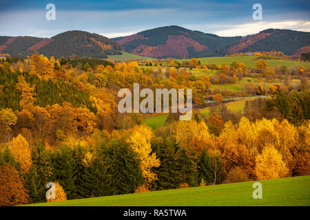 Autunno foresta nella zona di Sauerland, Renania settentrionale-Vestfalia,Germania, vicino a Schmallenberg, Foto Stock