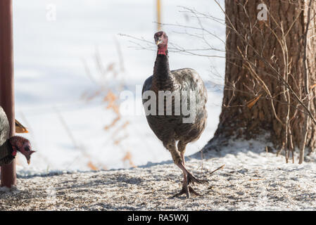 Eastern Wild Turchia (Meleagris gallopavo silvestris) hen sembra di correre, schivare, in inverno la neve mentre l'alimentazione Foto Stock