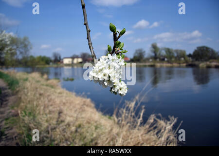 "Grady odrzanskie' - fiume Odra vicino la città di Wroclaw. Delle zone di protezione della natura "Natura 2000". Dolnoslaskie, Polonia. Foto Stock