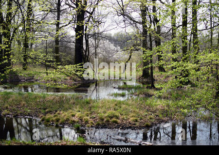 Green forrest scena di palude. Stagione Primavera in Polonia foresta. Foto Stock