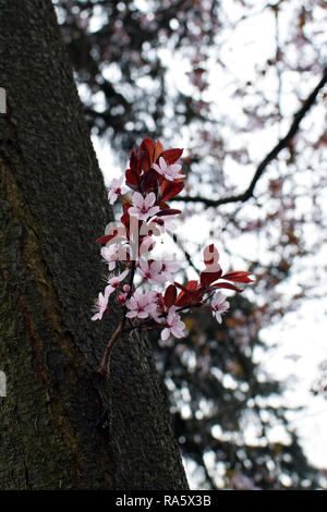 Giapponese fiori di ciliegio closeup. Ramoscello nel tronco di albero. Foto Stock