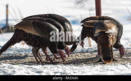 Eastern Wild Turchia (Meleagris gallopavo silvestris) Galline alimentando il seme in un inverno cortile alberato. Foto Stock