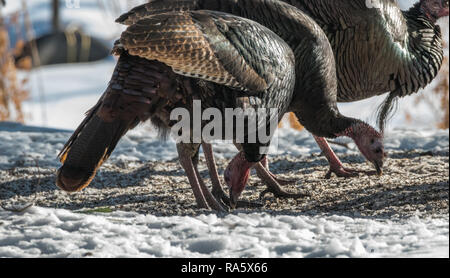 Eastern Wild Turchia (Meleagris gallopavo silvestris) Galline alimentando il seme in un inverno cortile alberato. Foto Stock