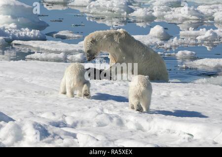 Femmina orso polare (Ursus maritimus) la caccia di inanellare una guarnizione (Pusa hispida o Phoca hispida) e accompagnato da due cuccioli Foto Stock