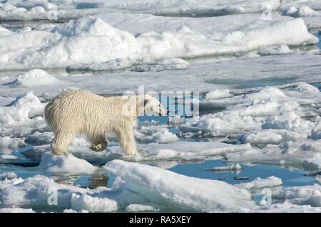 Femmina orso polare (Ursus maritimus) sulla banchisa, arcipelago delle Svalbard, il Mare di Barents, Norvegia Foto Stock