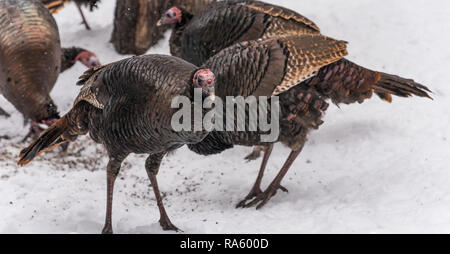 Eastern Wild Turchia (Meleagris gallopavo silvestris) Galline alimentando il seme in un cortile alberato. Foto Stock