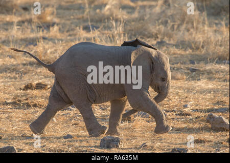 Elephant baby in esecuzione Foto Stock