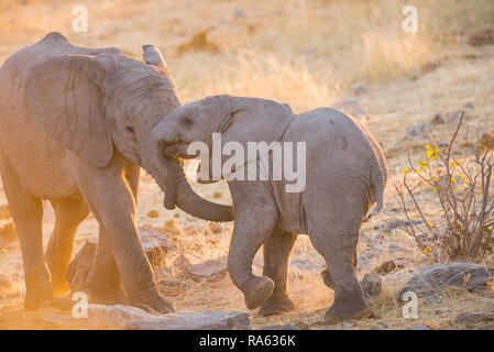 Piccoli elefanti giocando Foto Stock