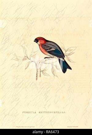 Elizabeth Gould, British (1804-1841), Pyrrhula Erythrocephala (Redheaded Bullfinch), colorate a mano litografia reinventato Foto Stock