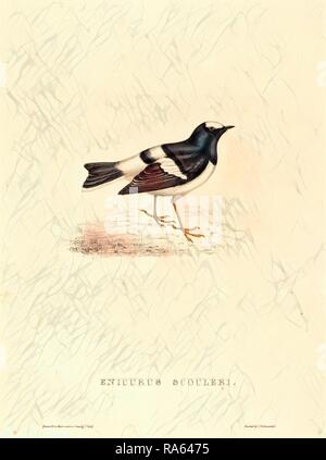 Elizabeth Gould, British (1804-1841), Enicurus Scouleri (Po) Forktail, colorate a mano litografia. Reinventato Foto Stock