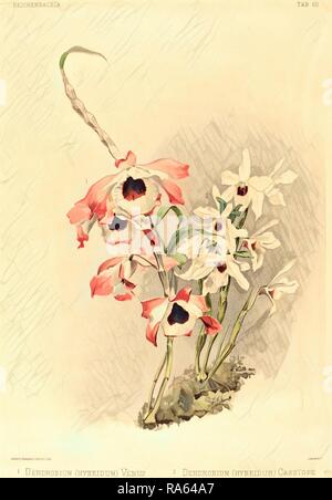 Joseph Mansell dopo Henry George Luna, British (attivo del XIX secolo), Dendrobium (Hybridium) Venere e Dendrobium ( reinventato Foto Stock